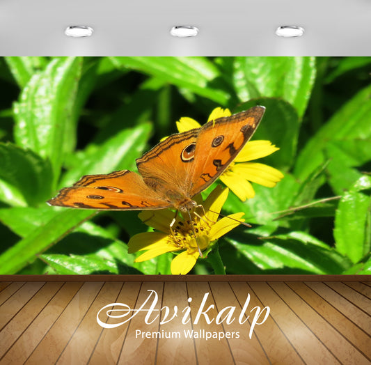 Avikalp Exclusive Premium butterfly HD Wallpapers for Living room, Hall, Kids Room, Kitchen, TV Back