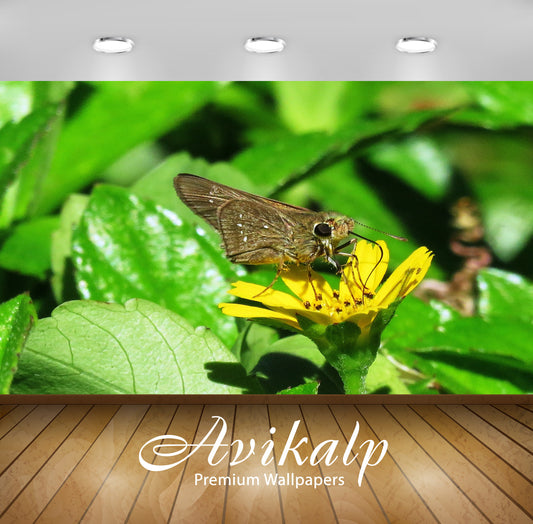 Avikalp Exclusive Premium butterfly HD Wallpapers for Living room, Hall, Kids Room, Kitchen, TV Back