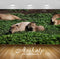 Avikalp Exclusive Premium capybara HD Wallpapers for Living room, Hall, Kids Room, Kitchen, TV Backg