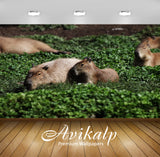 Avikalp Exclusive Premium capybara HD Wallpapers for Living room, Hall, Kids Room, Kitchen, TV Backg