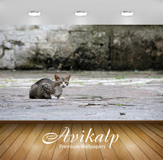 Avikalp Exclusive Premium cat HD Wallpapers for Living room, Hall, Kids Room, Kitchen, TV Background