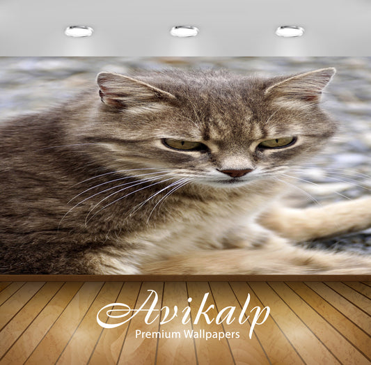 Avikalp Exclusive Premium cat HD Wallpapers for Living room, Hall, Kids Room, Kitchen, TV Background