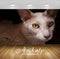 Avikalp Exclusive Premium cat HD Wallpapers for Living room, Hall, Kids Room, Kitchen, TV Background