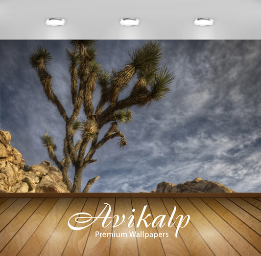 Avikalp Exclusive Awi5650 Joshua Tree National Park Nature Full HD Wallpapers for Living room, Hall,