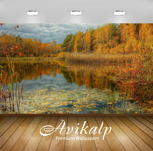 Avikalp Exclusive Awi6174 Shades Of Autumn In The Forest Nature Full HD Wallpapers for Living room,