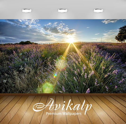 Avikalp Exclusive Awi6426 Sunbeam Over The Field Nature Full HD Wallpapers for Living room, Hall, Ki