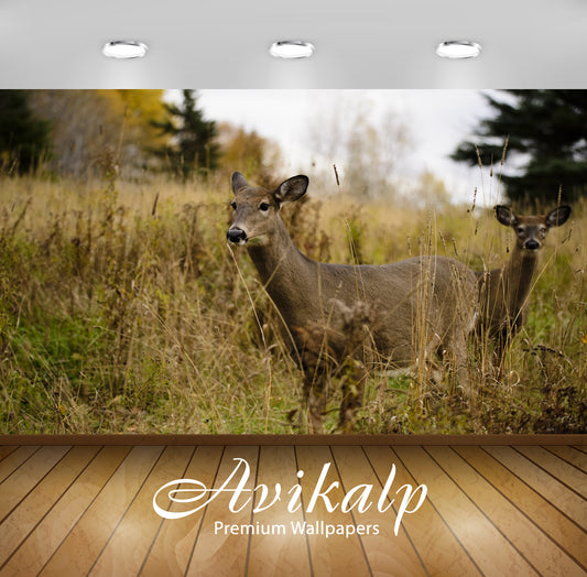 Avikalp Exclusive Premium deer HD Wallpapers for Living room, Hall, Kids Room, Kitchen, TV Backgroun