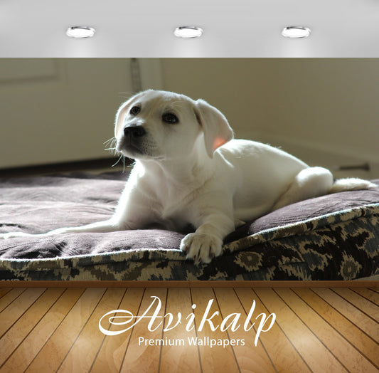 Avikalp Exclusive Premium dog HD Wallpapers for Living room, Hall, Kids Room, Kitchen, TV Background