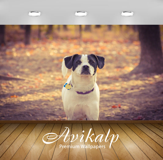 Avikalp Exclusive Premium dog HD Wallpapers for Living room, Hall, Kids Room, Kitchen, TV Background