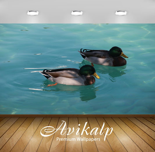 Avikalp Exclusive Premium duck HD Wallpapers for Living room, Hall, Kids Room, Kitchen, TV Backgroun