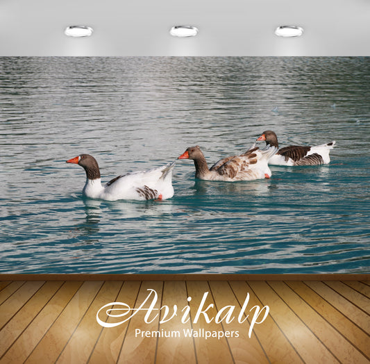 Avikalp Exclusive Premium duck HD Wallpapers for Living room, Hall, Kids Room, Kitchen, TV Backgroun