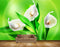 Avikalp MWZ1161 White Tulip Flower Plants HD Wallpaper