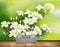 Avikalp MWZ1268 White Flowers Moon HD Wallpaper