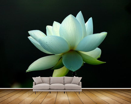 Avikalp MWZ2340 White Lotus Flower HD Wallpaper